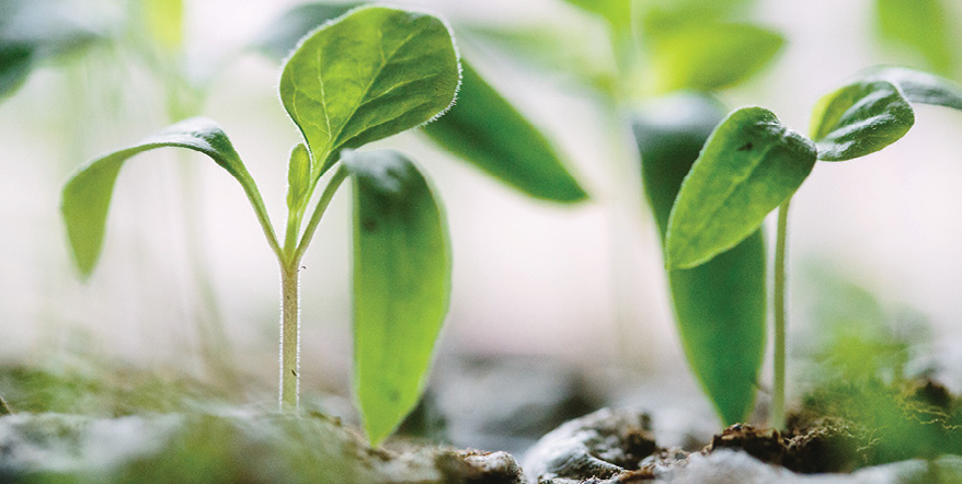 Image of sprouting leaves from a dirt bed.