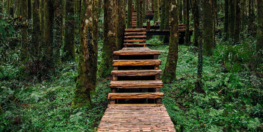 Wooden stairs in a forest